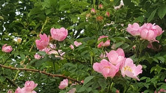 Rosa canina - Rosier des chiens