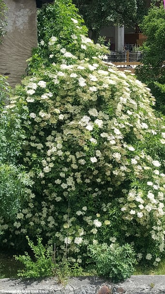 Sambucus nigra - Schwarzer Holunder - Wildbeeren - Grand Sureau - Sureau noir - Sambuo nero - Wildbeere - Wildfrüchte