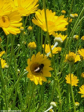 Anthemis tinctoria - Färberkamille