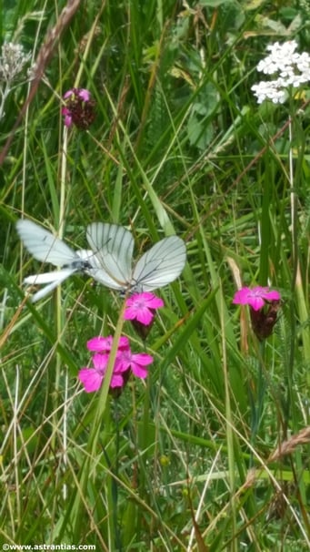Dianthus carhusianorum - Karthäuser-Nelke