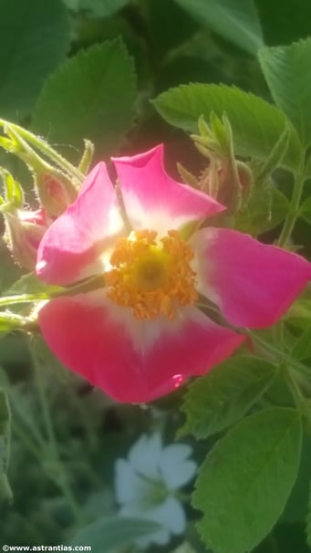 rosa-rhaetica, Bündner-Rose