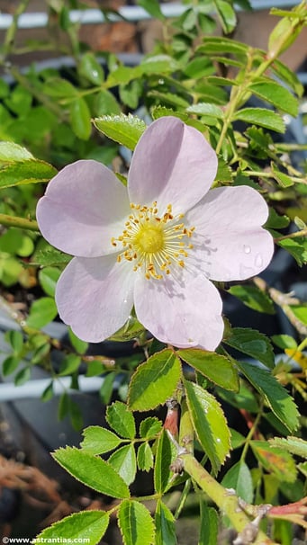 Rosa elliptica ssp. inodora - Duftarme Rose