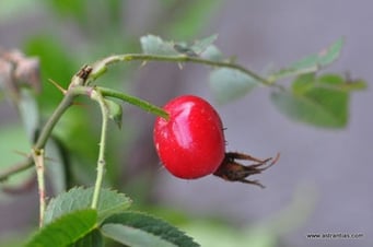 Rosa mollis - Weiche Rose