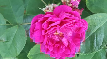 Rosa majalis var. foecundissima - Gefüllte Zimt-Rose