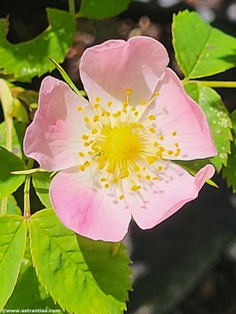 Rosa subcollina - Falsche Hügel-Rose