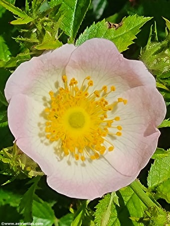 Rosa gremlii - Gremli Rose