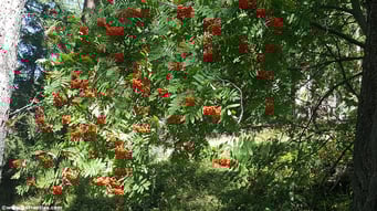Sorbus aucuparia - Vogelbeere