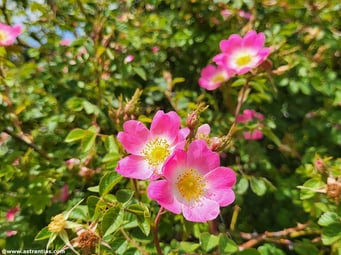 Rosa rubiginosa - Weinrose