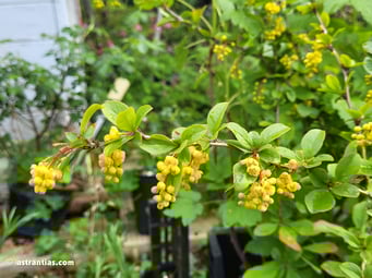 Berberis vulgaris - Gemeine Berberitze