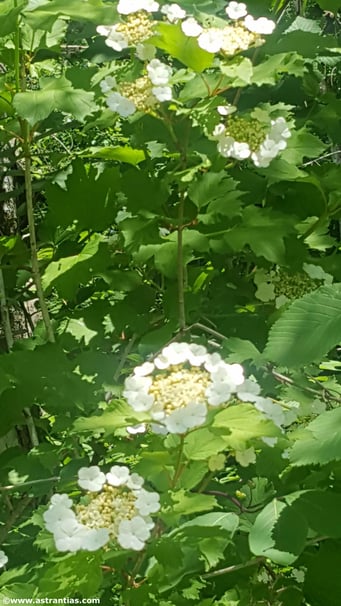 Viburnum opulus - Gewöhnlicher Schneeball