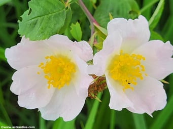 Rosa subcanina - Fast-Hundsrose