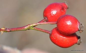 Rosa micrantha - Kleinblütige Rose