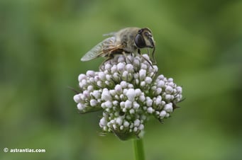 Valeriana officinalis - Arznei Baldrian