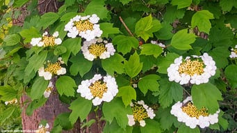 Viburnum opulus - Gewöhnlicher Schneeball