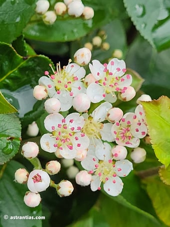 Aronia prunifolia "Nero"