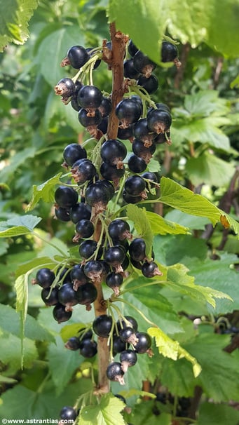 Ribes uva-nigrum - Cassis / Schwarze Johannisbeere
