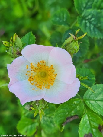Rosa gremlii - Gremli Rose