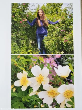 Rosa spinosissima - Bibernell-Rose