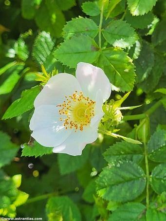 Rosa micrantha - Kleinblütige Rose
