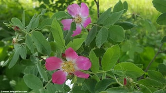rosa-rhaetica, Bündner-Rose