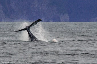Mit dem Wohnmobil auf dem Wohnmobilstellplatz Seward in Alaska und den Yukon