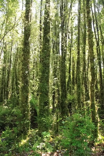 Pumalin Park - Märchenwald