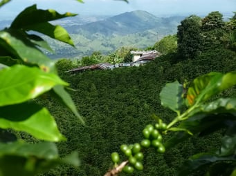 Sevilla - Im Herzen des Kaffeeanbaus