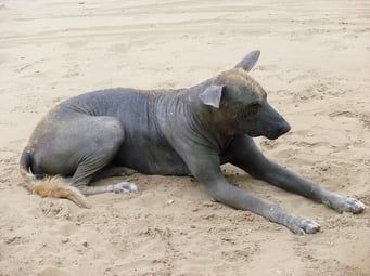 Fellloser Hunde der Inca - wurde auch als Bettflasche verwendet