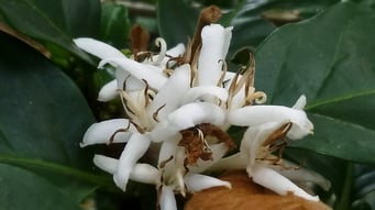 Parque de Cafe - Kaffeeblüten