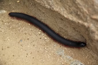 Machu Pichu - und was kreucht...