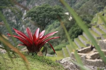 Machu Pichu - was wächst...