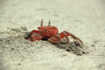 Mompiche - Zeit um Krabben zu fotografieren