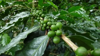 Parque de Cafe - Kaffeebohnen