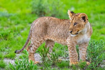 маленькие львята рождаются пятнистыми