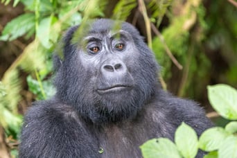Туры к гориллам в парк Вирунга