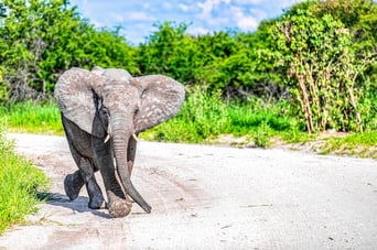 слоны ы Кении бывают настроены как дружелюбно, так и агрессивно