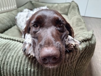 Zuhause - Familienhund