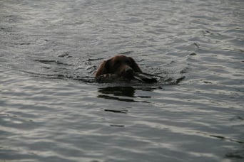 Apport aus tiefem Wasser