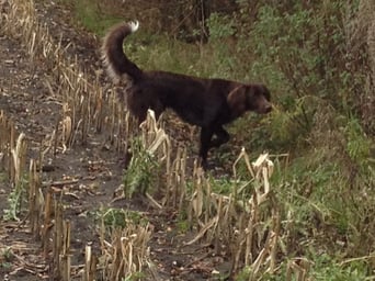 Vorstehen an der Hecke