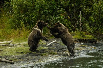 Mit dem Wohnmobi in Alaska und den Yukon