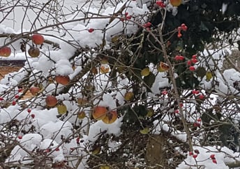 Der Gabentisch für unsere Vögel ist schon reichlich gedeckt. Äpfel und Hagebutten sind ein Leckerbissen für unser Amseln im Garten der LBV- Geschäftsstelle in Memmingen. Foto: Hermann Kunze