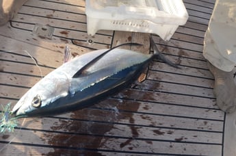 Longfin Tuna, Transatlantic Cruise Bahamas-Azores, Mai 2014