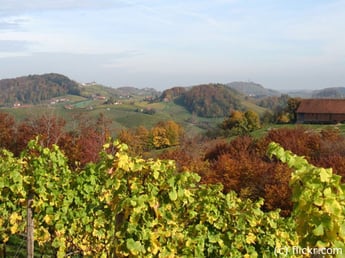 Montag: Am ersten Tag geht die Fahrt mit dem Bus über die südsteirische Weinstraße, natürlich mit Rast bei einer Buschenschank.