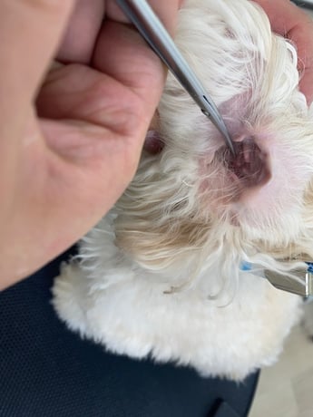 耳毛カット中の犬の耳