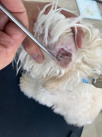 耳毛カット中の犬の耳