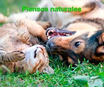 piensos naturales perros gatos