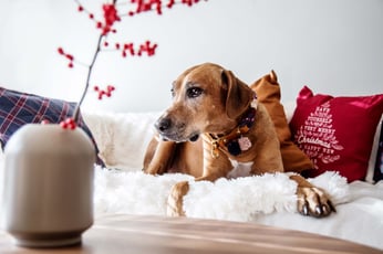 hundsoadli Ridgeback