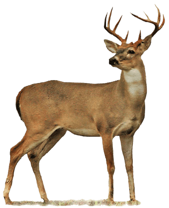 cerf de virginie image animaux transparent sur fond blanc pour site web illustration ecole montessori