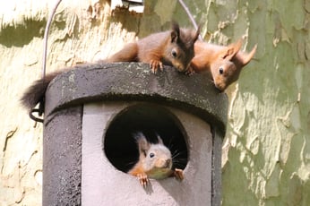 Foto: Nistkästenkontrolle, Wilfried Martin, NABU