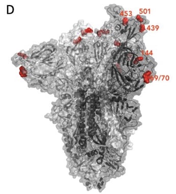 Localisation de la mutation 501 et de la délétion 69/70 dans une représentation de la structure de la protéine spike du SARS-CoV-2. Kemp S, et al. bioRxiv. Posted December 21, 2020.